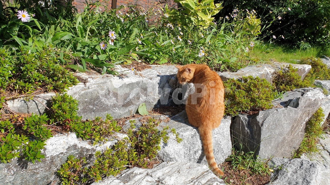 고양이,풀,식물,동물,낮,햇빛,동물,animal,포유류,mammal,고양이,cat,kitten,kitty