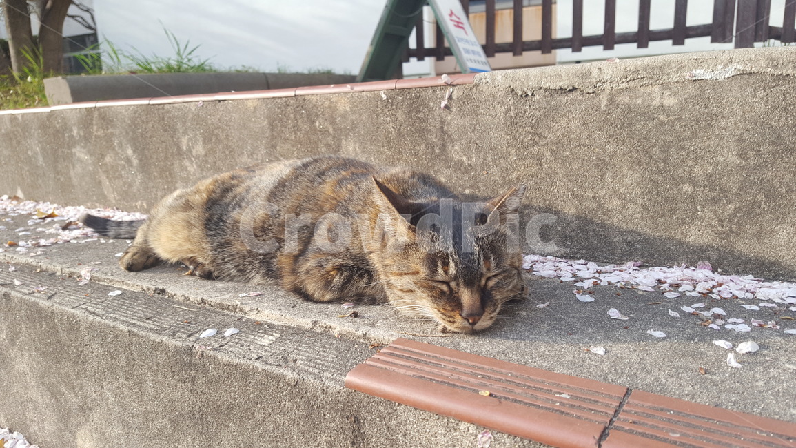 pet,cat,고양이,길고양이,길냥이,냥이,동물,귀여움,동물,animal,포유류,mammal,고양이,cat,kitten,kitty