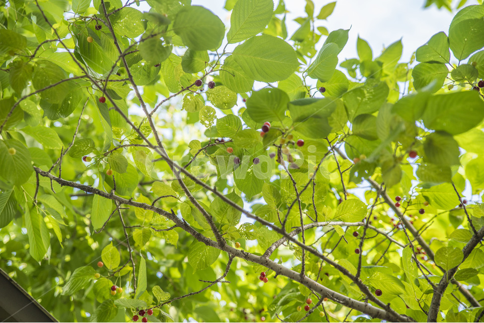 식물,나무,열매,알록달록,이파리,식물,자연,plants,nature