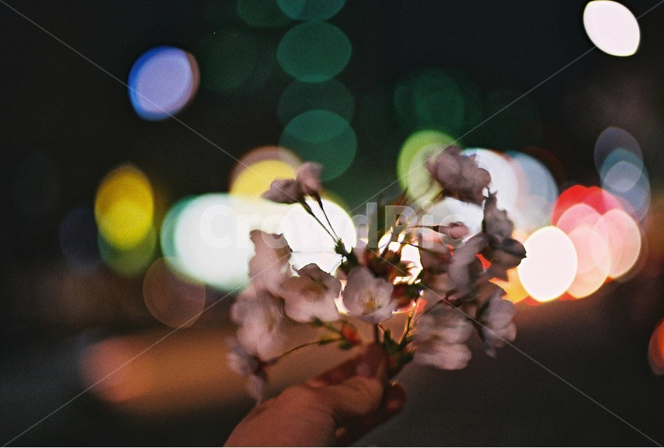 벚꽃야경,벚꽃,보케,보케사진,필름,필름사진,감성,감성사진,봄,계절,spring,season,야경,밤,풍경,nightscape,night,landscape,식물,자연,plants,nature,꽃,flower,감성,sensible,feeling,plant,blossom