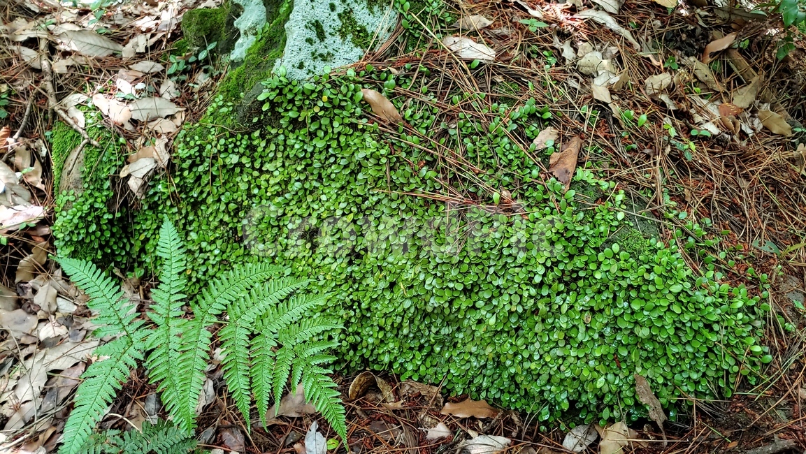 콩짜개덩굴,작은잎식물,자연,양치식물,lemmaphyllummicrophyllum