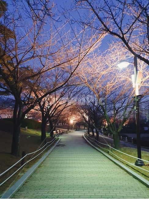 plant,식물,나무,tree,길,가로등,불빛