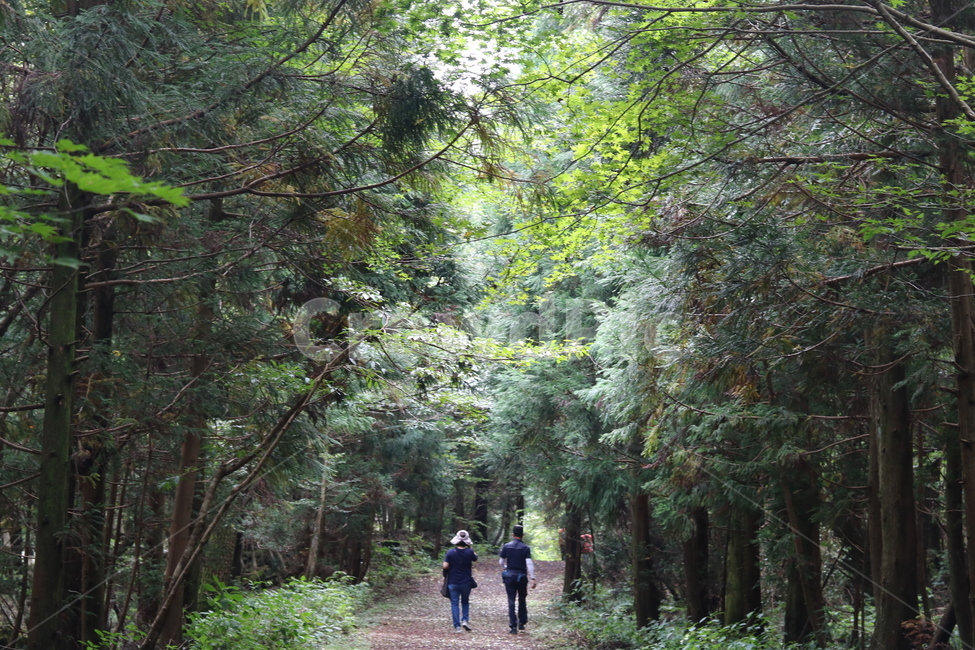 제주도,사려니숲길,나무,인물,풍경,자연,가족,걷기,자연,풍경,nature,landscape,사람들,대중,군중,other people,crowd,휴식,힐링,rest,relaxation,healing