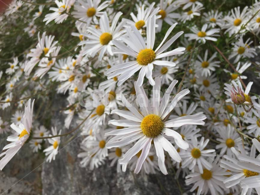 plant,식물,flower,blossom,꽃,daisy,데이지,daisies