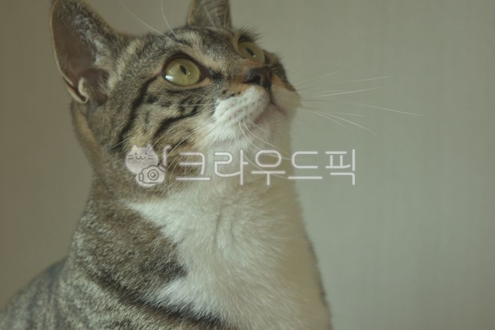 고양이,아기고양이,반려동물,냥이,애완동물,pet,cat,cats,동물,kitty,코숏,코리안숏헤어,동물,animal,포유류,mammal,고양이,cat,kitten,kitty