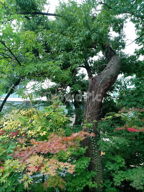 나무,단풍,plant,tree,leaf,잎,나뭇잎,나무줄기,maple,treetrunk,식물,자연,plants,nature