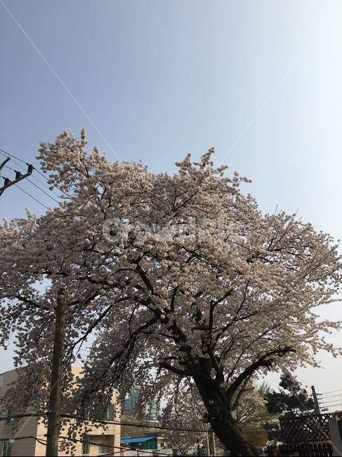 plant,식물,tree,나무,벗꽃,봄,풍경,봄,계절,spring,season,식물,자연,plants,nature,꽃,flower