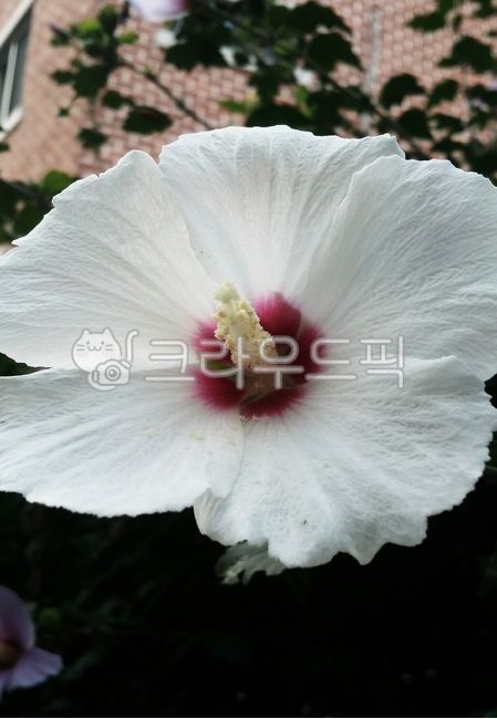 무궁화꽃,무궁화,꽃,식물,flower