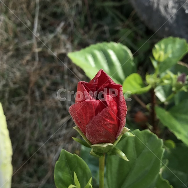 매혹적인,봉우리,꽃,아웃포커싱,빨강,식물,자연,plants,nature,꽃,flower