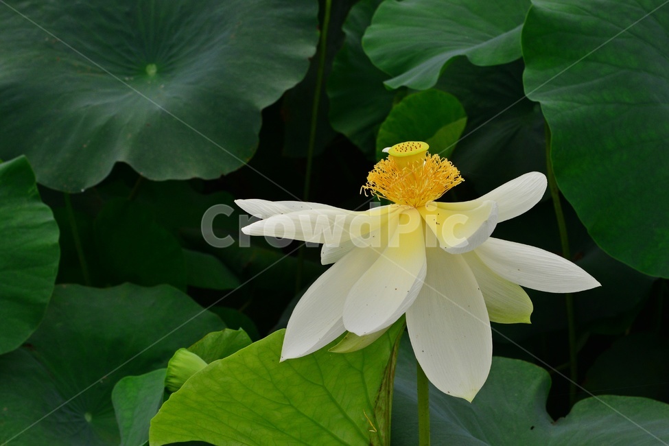 blossom,flower,꽃,plant,식물,연꽃,수련,백련,연잎