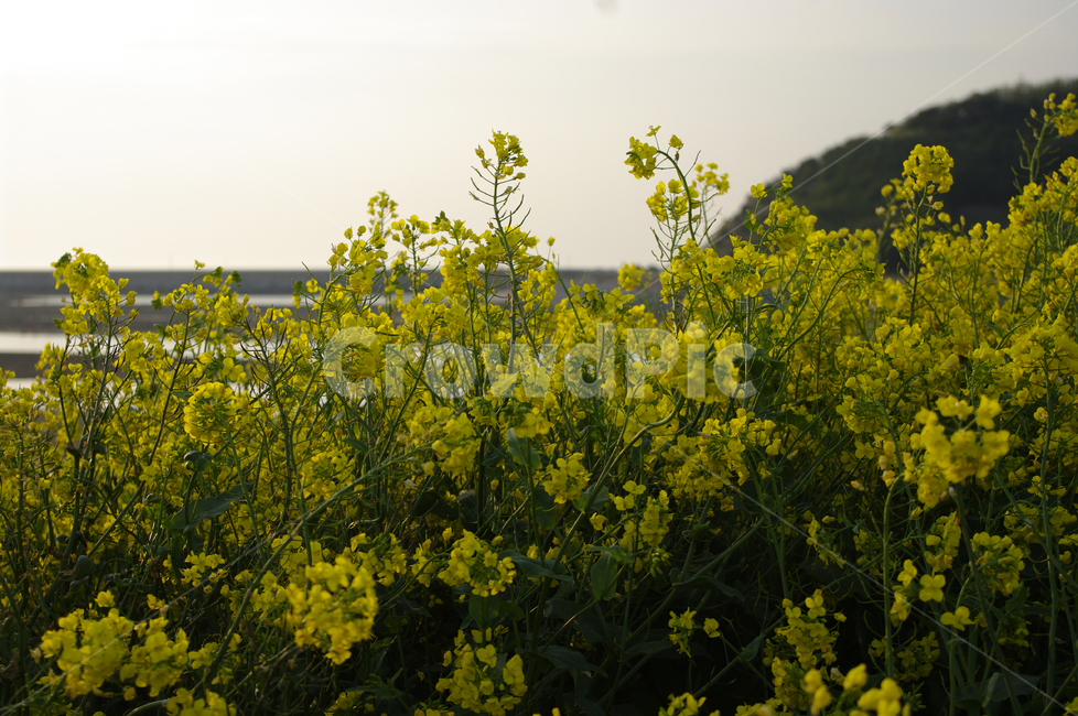 유채꽃,꽃,식물,flower,plant,봄,계절,spring,season,식물,자연,plants,nature,꽃,flower,grassland,목초지,field,들,outdoors,옥외,rural,농촌,farm,농장,meadow