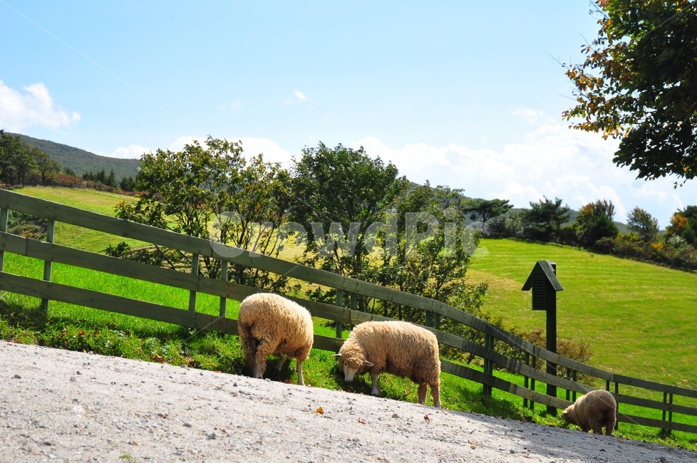 대관령,양떼목장,울타리,양,가을,하늘,초원,들판,잔디,양털,여행,sheep,farm,autumn,korea,fence,sky,grassland,동물,animal,포유류,mammal,산업,industry,industrial,목축업,목장,livestock farming,ranching,pasture