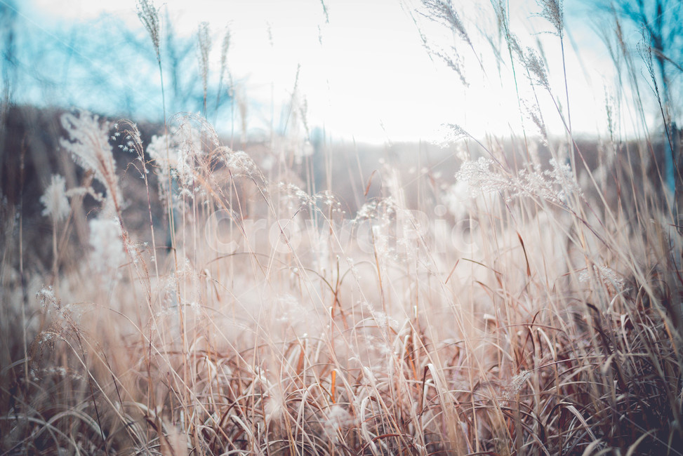 grass,plant,식물,lawn,잔디,자연,풍경,nature,landscape