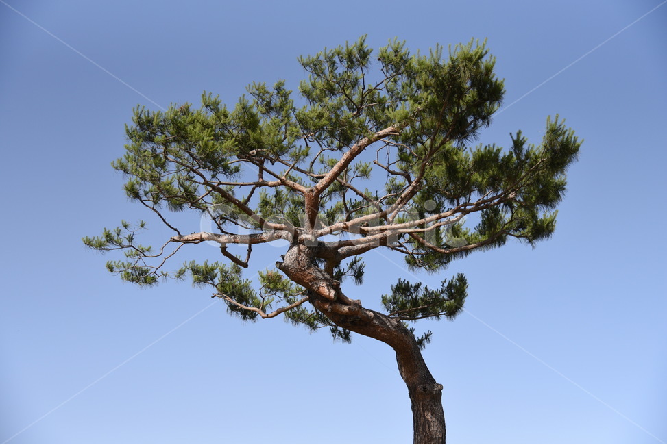 나무,소나무,하늘,자연,풍경,식물,자연,plants,nature,나무,trees,wood