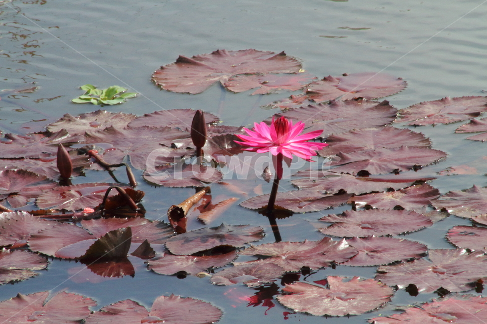 꽃,수련,식물,수생식물,waterlily,식물,자연,plants,nature,꽃,flower