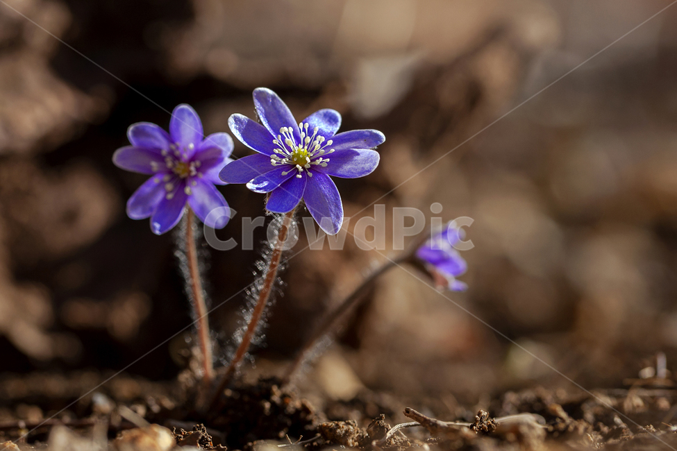 flower,꽃,plant,식물,청노루귀,노루귀,식물,자연,plants,nature,꽃,flower