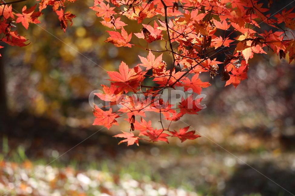 단풍나무,가을,11월,배경,잎,leaf,plant,tree,식물,나무,maple,단풍,가을,계절,fall,autumn,season