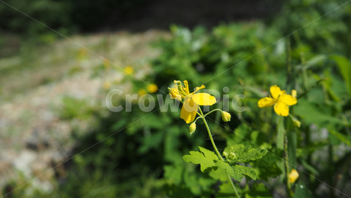 야생화,꽃,식물,wildflower,flower,plant,식물,자연,plants,nature,꽃,flower