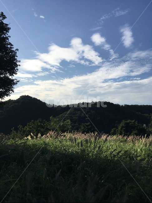 아차산,하늘,풍경,자연,잡초,서울,구름,햇살,등산,전망,경치,구름떼,버들강아지,버들풀,가을하늘