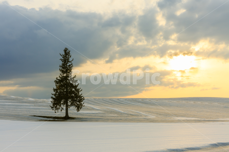 nature,자연,outdoors,옥외,tree,나무,plant,식물,호카이도,홋카이도,하늘,구름,일본,japan,hokkaido,겨울,winter,눈,snow,white,계절,크리스마스,크리스마스트리,christmas,노을,sunset,겨울,계절,winter,season,자연,풍경,nature,landscape