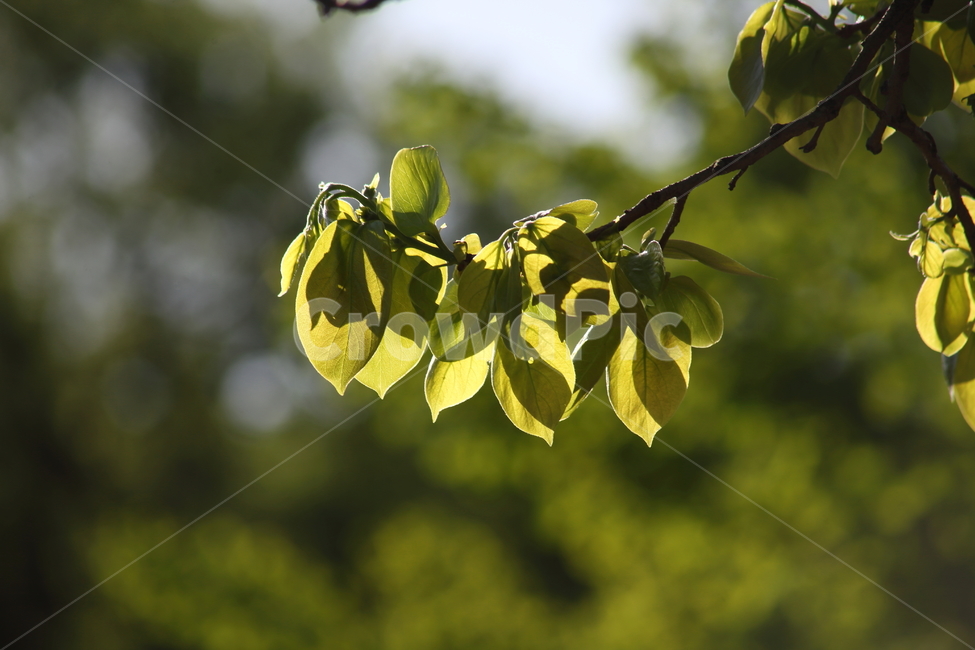 감나무,잎,새순,봄,persimmon