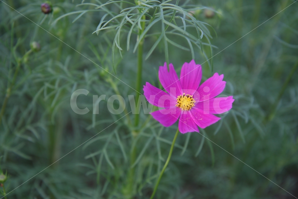 코스모스,꽃,코스모스꽃말,수줍은소녀,살사리꽃,고향,향수,소풍,피크닉,picnic,cosmos,flower,pink,white,들꽃,하늘하늘,여린,연약한,감성적인,아름다운,감성사진,풍경사진,한국여행,가을소풍,봄소풍,가을여행,국내여행,꽃사진,들판,청순함,청초한,부드러운,기분좋은,가을,계절,fall,autumn,season,식물,자연,plants,nature,꽃,flower,plant