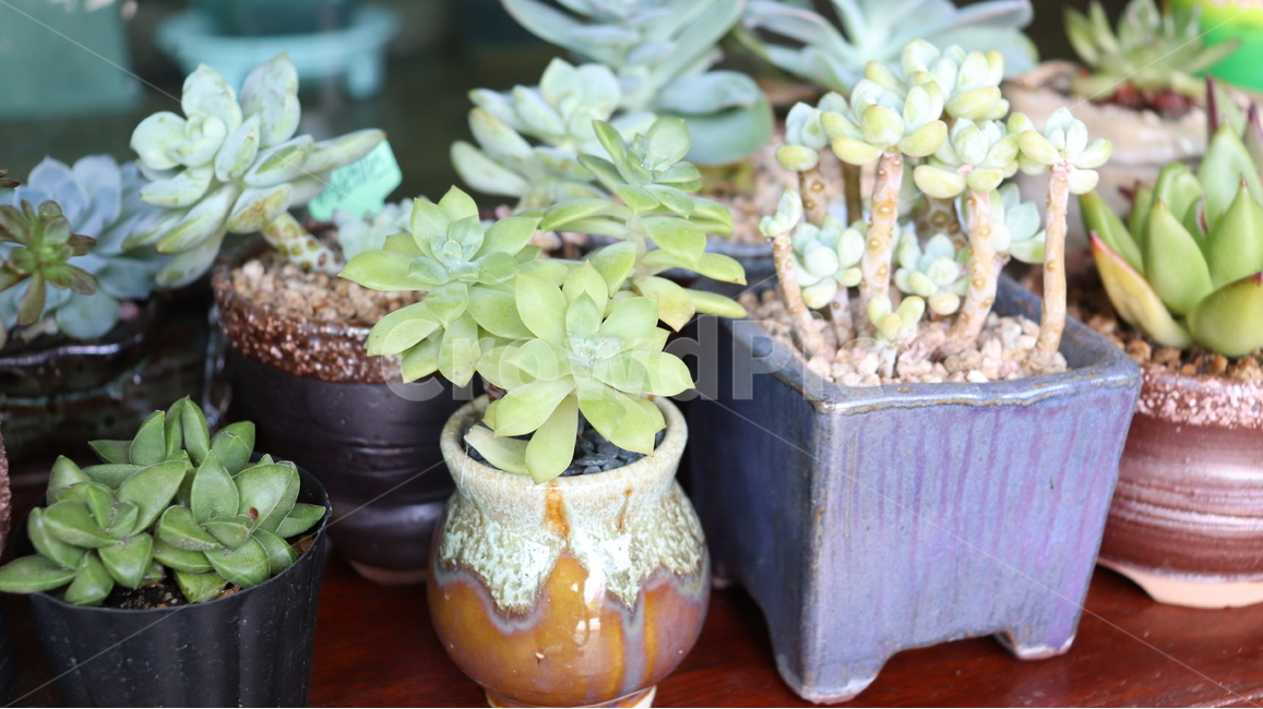 다육,다육이,식물,항아리,돌,실내용화초,화분,화초,house plant