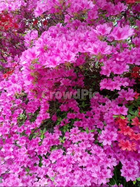 철쭉,smilerosebay,진달래과,식물,봄꽃,개꽃나무,springseasonflower,척촉화,낙엽관목,관상용