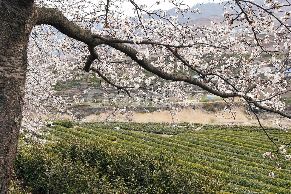 cherry blossom tree,spring,Field,Cherry Blossom,tree,flower
