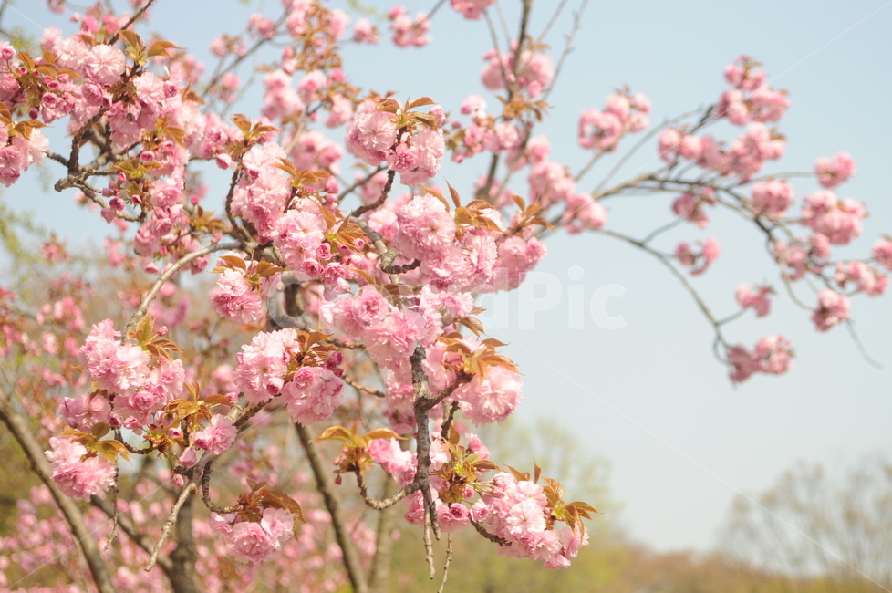 꽃,flower,봄,spring,풍경,겹벚꽃