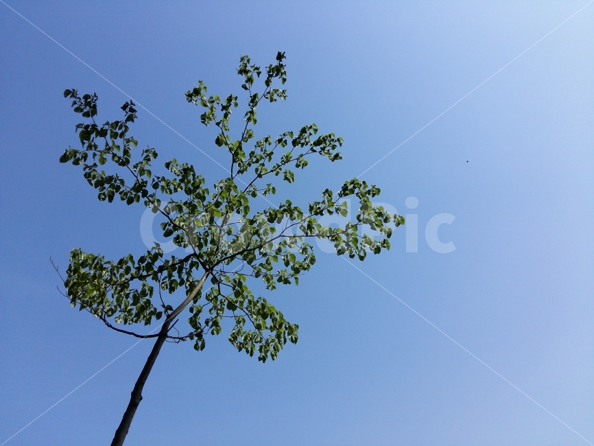 자연,자연풍경,나무,하늘,힐링,sky,tree,nature,식물,자연,plants,nature,나무,trees,wood