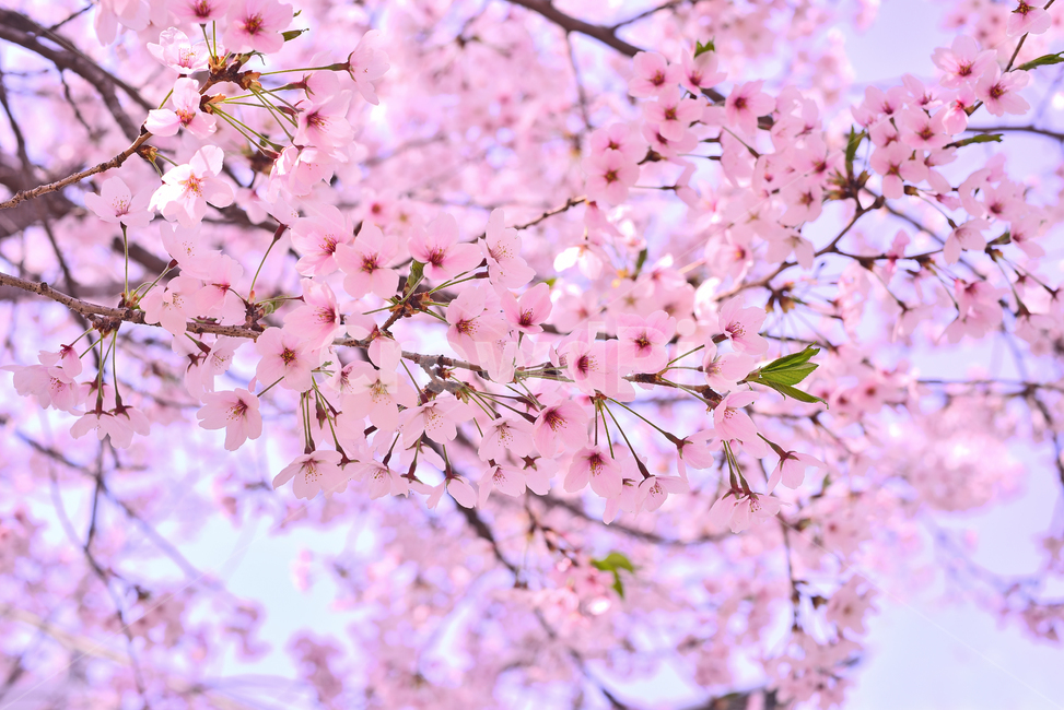 벚꽃,봄꽃,봄배경,분홍색꽃,핑크색,나무꽃,배경,바탕,봄,cherryblossom,체리블러썸,백그라운드,야외,옥외,아웃도어,blossom,꽃,flower,식물,plant,springflowers,계절,시즌