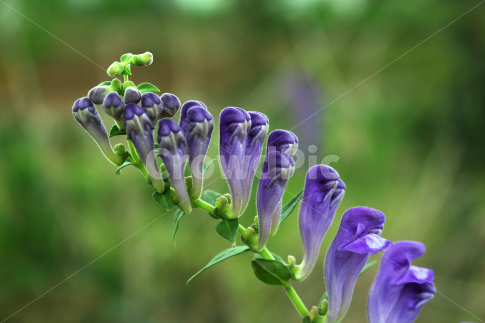꽃,보라색꽃,야생화,flower,wildflower