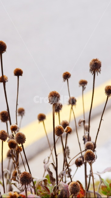 꽃,시든,식물,마른꽃,들꽃,풀,식물,자연,plants,nature,꽃,flower