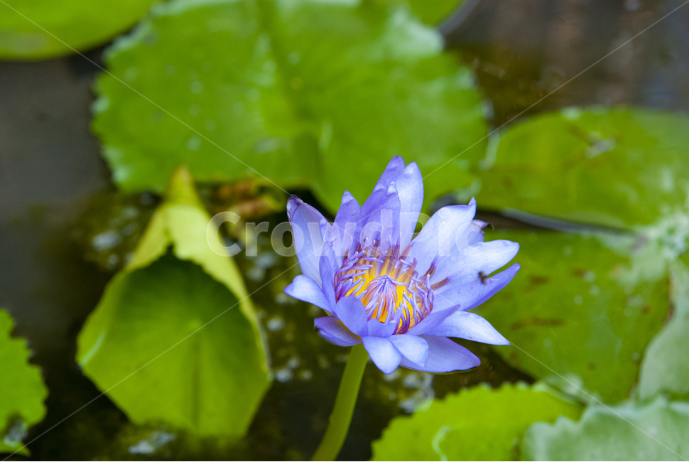 watphrakaew,purplelotus,연꽃,왓프라깨우,사원,보라색,plant,식물,lily,백합,blossom,flower,꽃