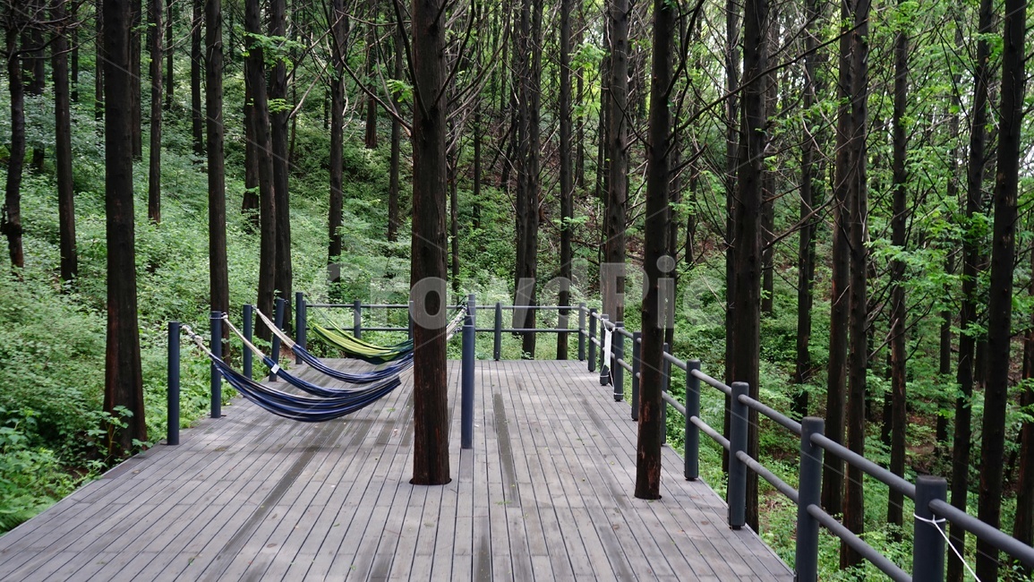 해먹,힐링,안정,숲체험장,calm,heal,hammock,woods,vertical,sleep,nature,휴식,시원함,고요함,healing,relaxation,cool,자연,풍경,nature,landscape,휴식,힐링,rest,relaxation,healing