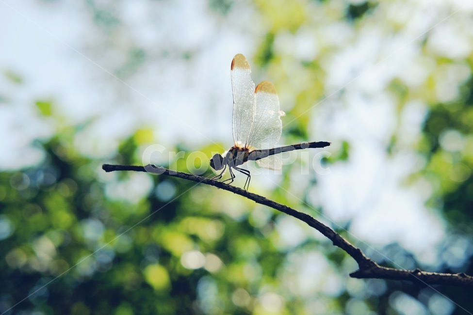 잠자리,가을,나뭇가지,자연,나무,곤충,곤충,벌레,insect,bug