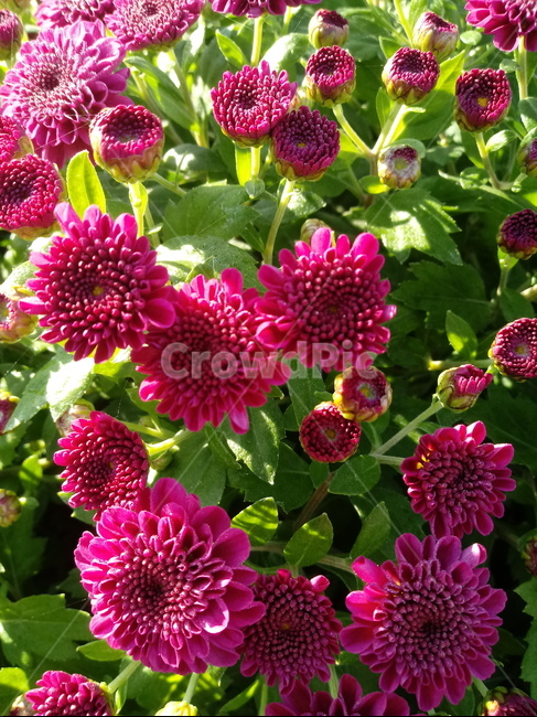 국화,菊花,식물,다년생초본식물,소국,plant,flower,blossom,가을꽃,식물,자연,plants,nature,꽃,flower