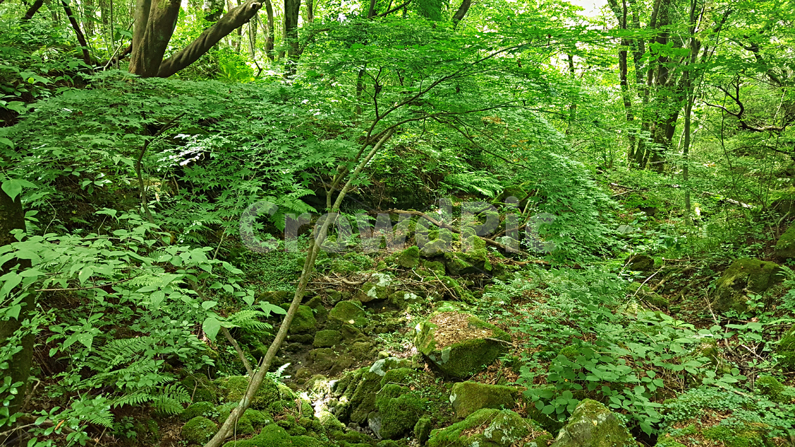 숲,나무,나뭇잎,식물,plant,tree,vegetation,초목,treetrunk,나무줄기,outdoors,옥외,woodland,삼림지,land,nature,자연,forest