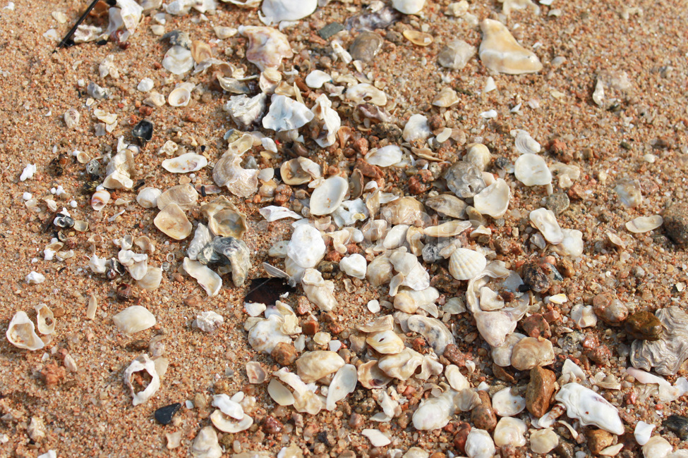 바다,조개,조개껍질,모래사장,풍경,여름,sand,view,ashell,sandybeach,summer