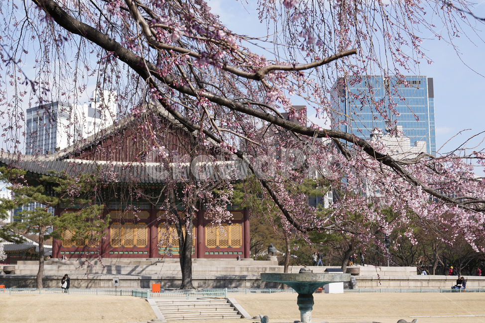 덕수궁,deoksugung,중화전,junghwajeon,벚꽃,벚나무,수양벚꽃,수양벚나무,휴일,고궁,koreanpalace,plant,식물,flower