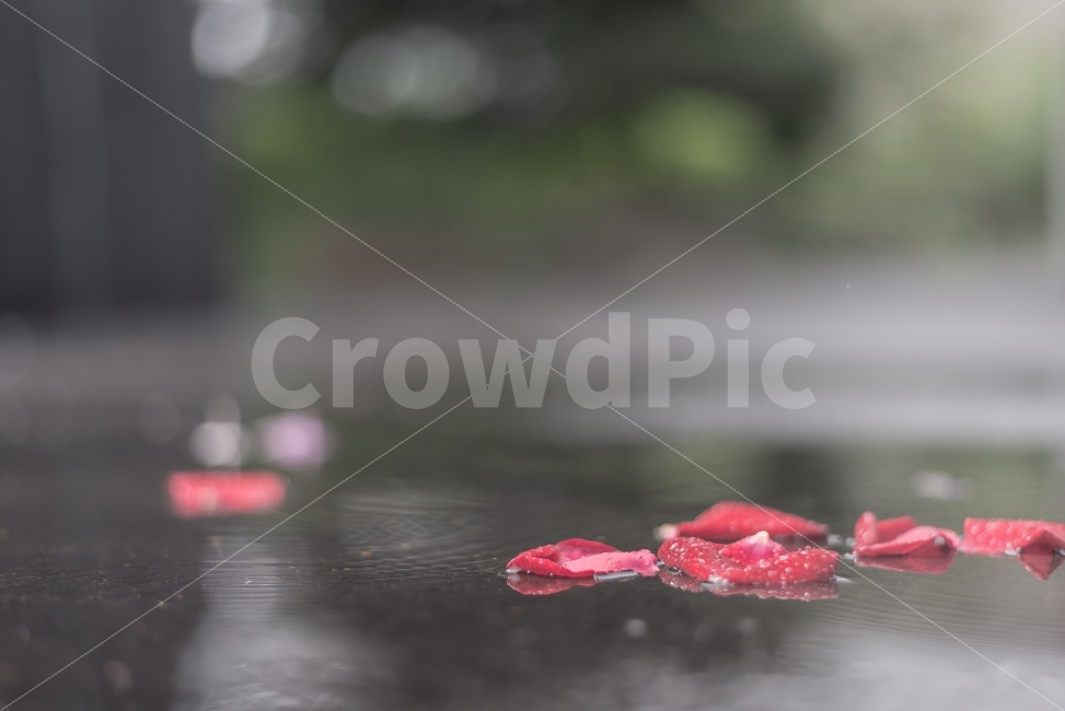 꽃잎,장미,장미꽃,비오는날,감성사진,스냅사진,풍경사진,식물,자연,plants,nature,꽃,flower,비,비오는날,rain,rainy,감성,sensible,feeling