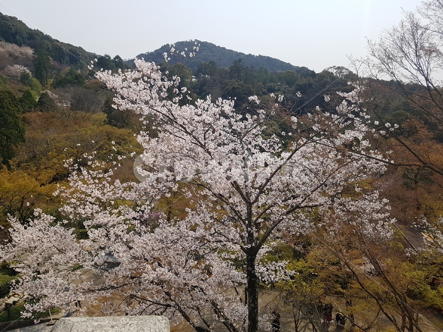 일본,오사카,벚꽃,봄,꽃