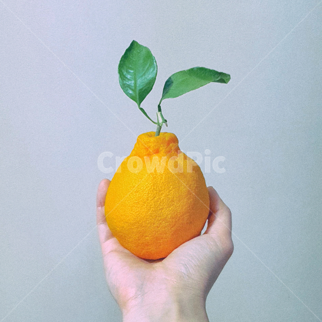 한라봉,fruit,과일,citrusfruit,감귤류과일,plant,식물,food,음식,귤,잎,감성사진,과일,열매,fruit