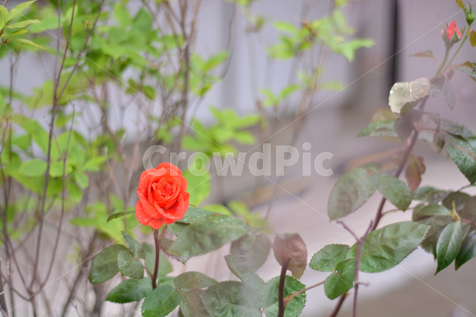 장미,자연,꽃,식물,한솔이,식물,자연,plants,nature,꽃,flower