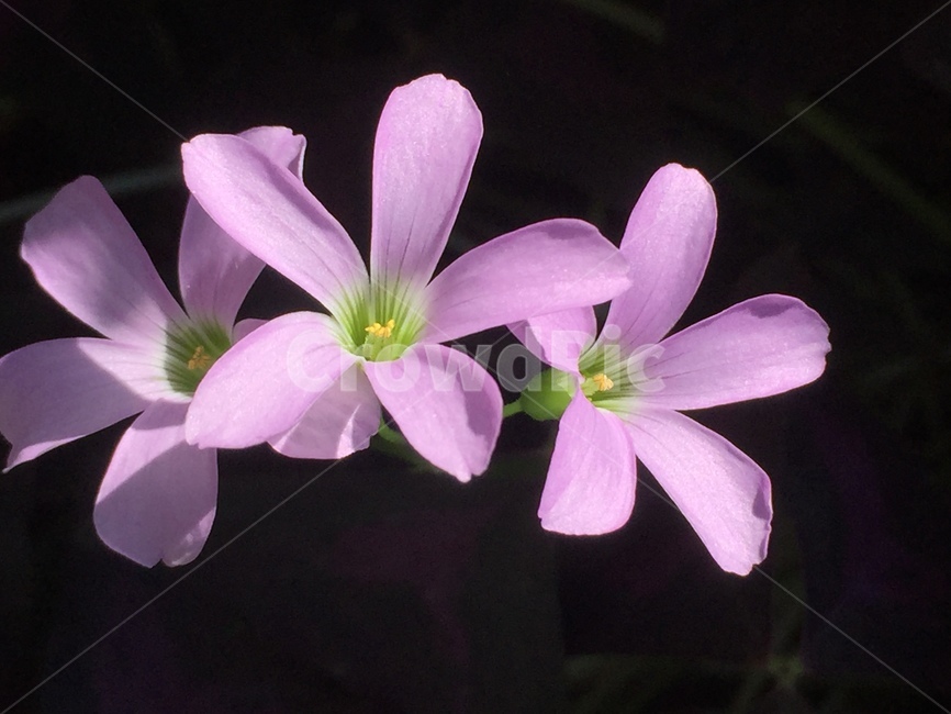plant,식물,flower,꽃,blossom,식물,자연,plants,nature,꽃,flower