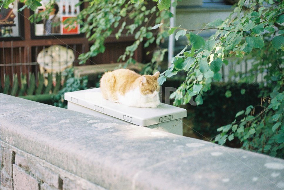pet,애완동물,cat,고양이,animal,동물,하이델베르크,필름카메라,필름,동물,animal,포유류,mammal,고양이,cat,kitten,kitty,휴식,힐링,rest,relaxation,healing