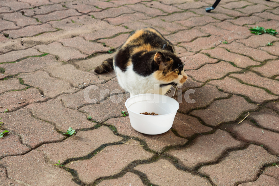 고양이,캣,냥냥이,길고양이,삼색이,치즈냥,냥,cat,동물,동물,animal,포유류,mammal,고양이,cat,kitten,kitty