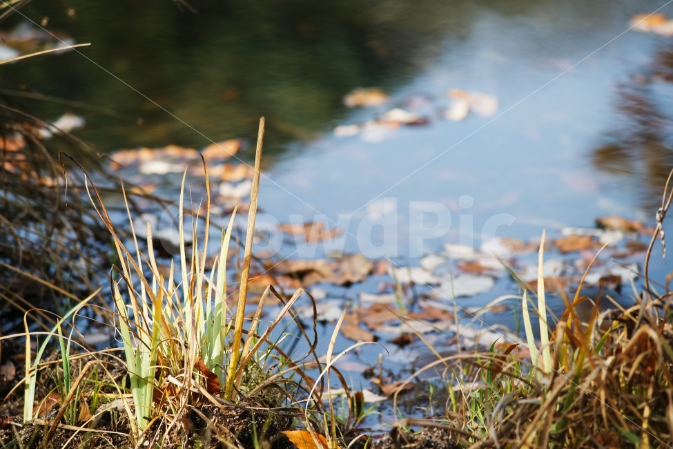 감성,색감,가을,연못,쓸쓸함,낙엽,잡풀,식물,자연,plants,nature,가을,계절,fall,autumn,season,water,물,land,땅,outdoors,옥외,plant