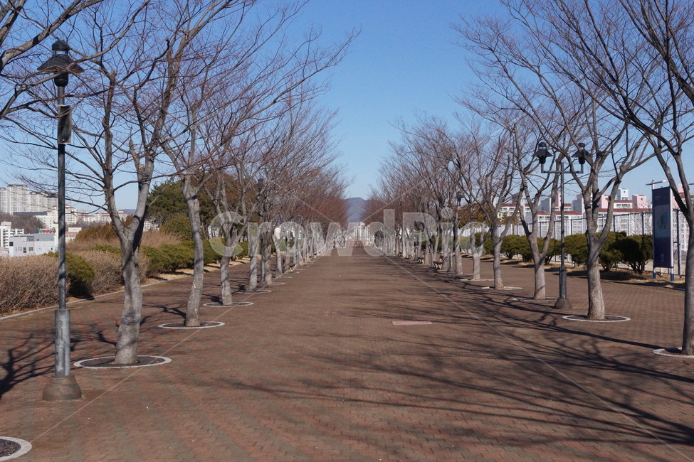 울산,문수경기장,문수컨벤션웨딩홀,가로수길,겨울,도시,풍경,city,landscape,한국도시풍경,한국도시경관,korea cityscape,tree,나무,plant,식물